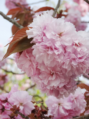 吉野 千本桜4