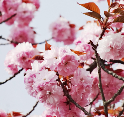 吉野 千本桜5