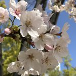 生玉公園の桜