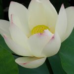 【基礎&チャクラ編の感想】仕事を辞めようと思っていましたが・・・