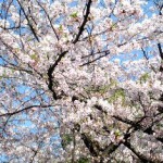 高津神社の桜。写真も設定が大事。